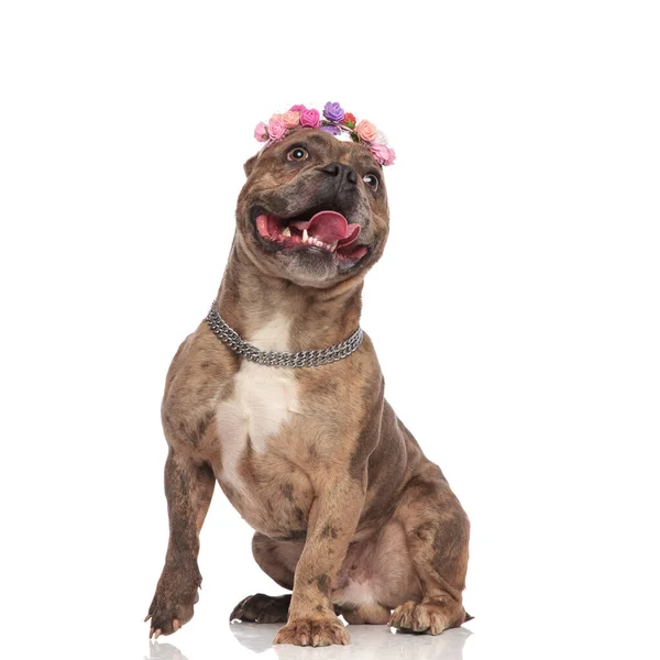 Adorable american bully panting and sticking out tongue — Stock Photo, Image