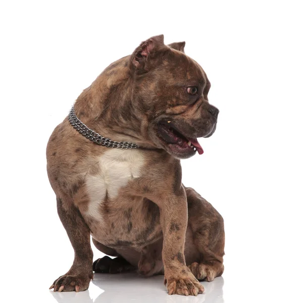 Cute american bully panting and sticking out tongue — Stock Photo, Image