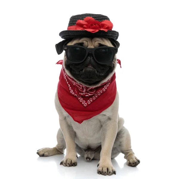 Pug encantador usando um chapéu decorado, bandana vermelha e óculos de sol — Fotografia de Stock