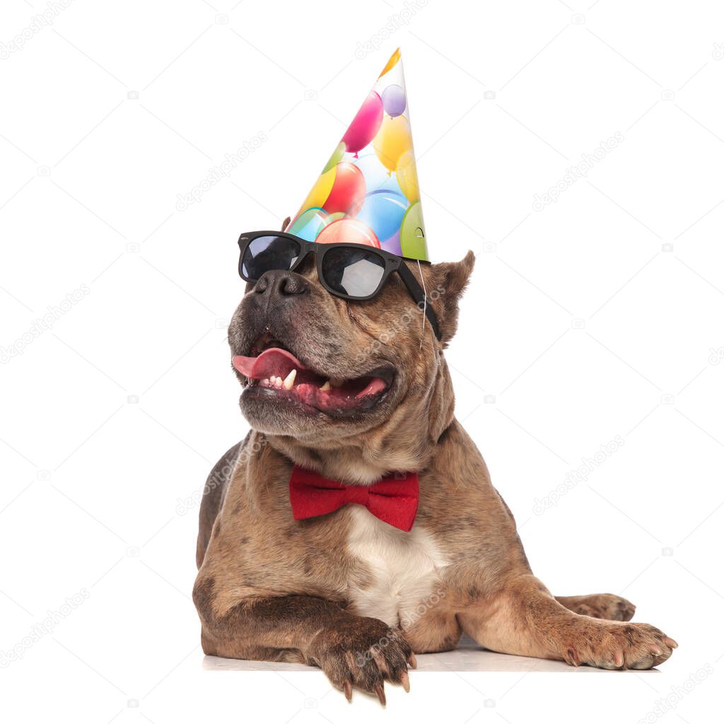 smiling american bully wearing birthday hat and sunglasses