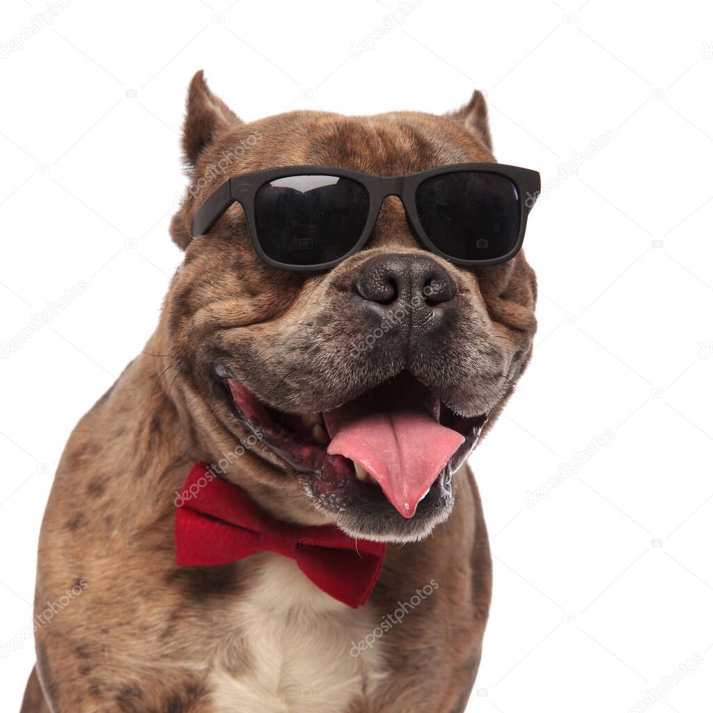 cute american bully wearing sunglasses and red bowtie