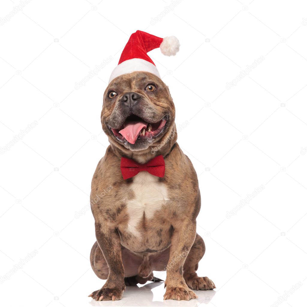 happy american bully wearing christmas hat and red bowtie