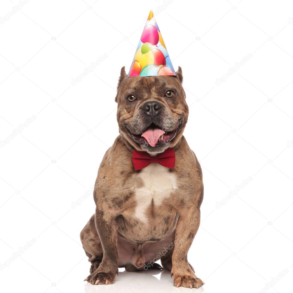 cute american bully wearing birthday hat and bowtie
