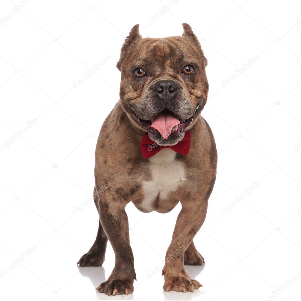 cute american bully wearing red bowtie and panting