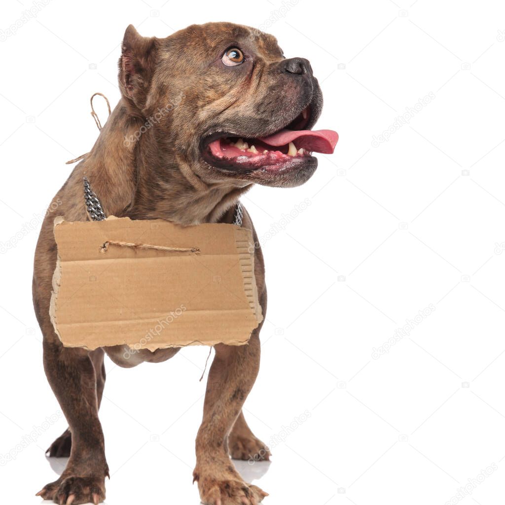 adorable american bully holding carton and panting