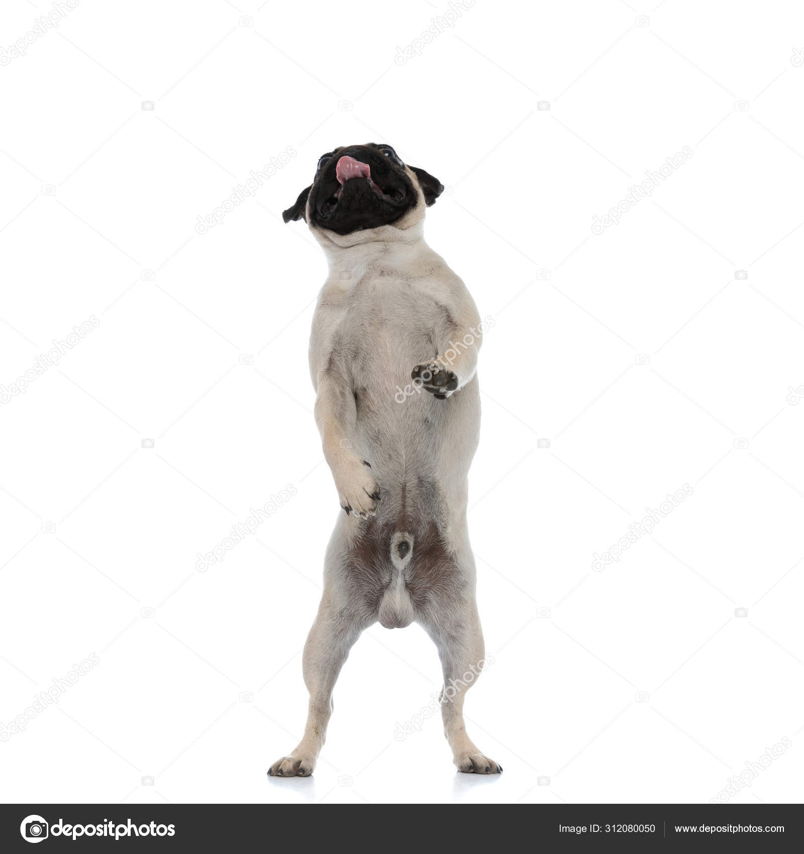 Clumsy pug begging and standing on his back legs — Stock Photo © feedough  #312080050, image size:1600x1700