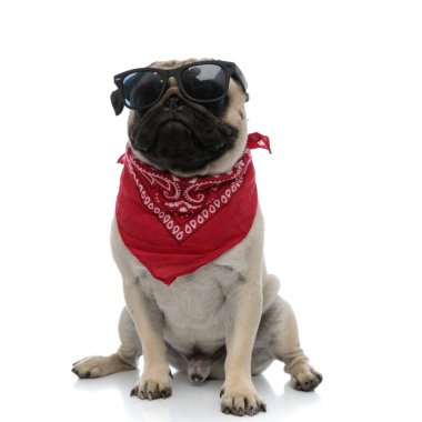 Sert köpek kırmızı bandana ve güneş gözlüğü takıp gözünü kaçırıyor.