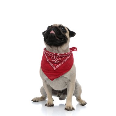 Saygılı pug, kırmızı bandana takıp yukarı bakıyor.