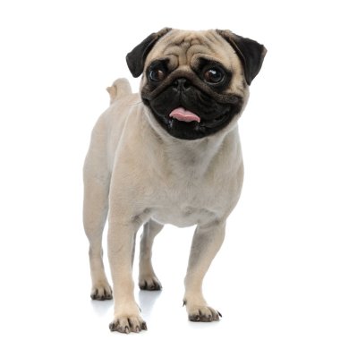 Mutlu pug gülümseme ve ileriye bakarken nefes nefese 