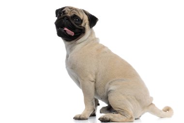 Side view of a clumsy pug panting and sitting clipart