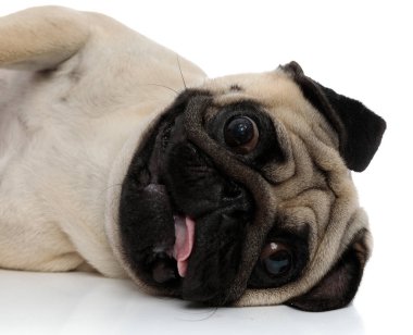 Sakar bir köpeğe yakın dur. 