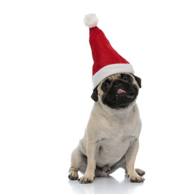 Tatlı pug, Noel Baba şapkası takarken başka tarafa bakıyor.