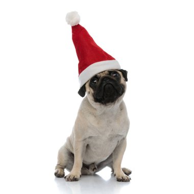 Saygılı köpek bekliyor ve Noel Baba şapkası takıyor. 