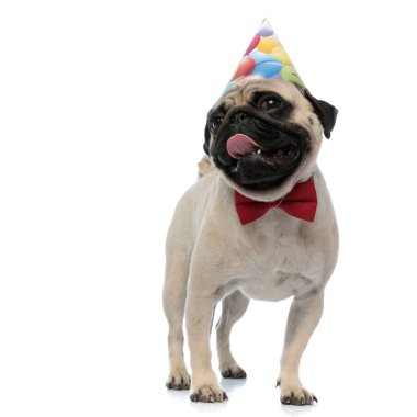 Sevimli pug parti yaparken nefes nefese 