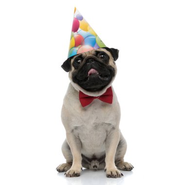 Mutlu pug nefes nefese parti şapkası takıyor 