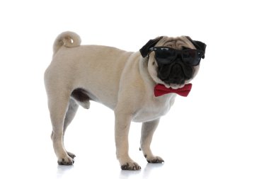 Güneş gözlüğü ve zarif kırmızı papyon takan ciddi görünümlü bir boksör.