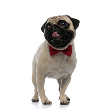 Papyon takan ve nefes nefese neşeli bir köpek.
