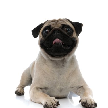 Neşeli pug nefes nefese ve gülümsüyor 