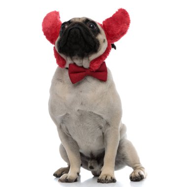 İtaatkar boksör boynuzlu ve papyonlu.