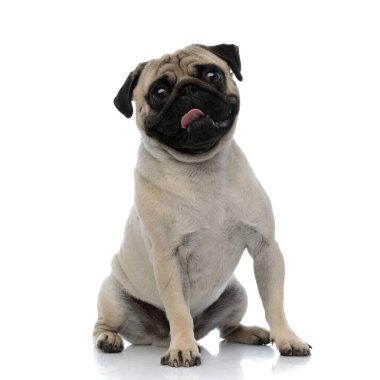 Neşeli pug gülümsüyor ve nefes nefese 