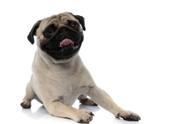 Uyuşuk köpek nefesi ve sakar görünüyor. 