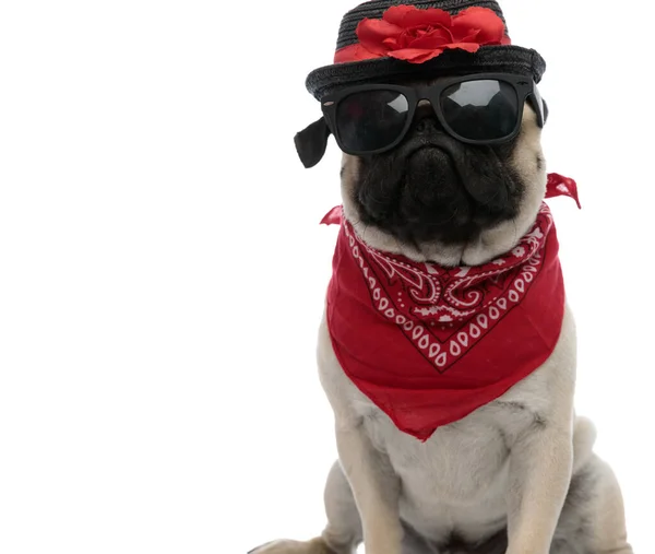 Pug determinado usando óculos de sol, bandana vermelha e um h decorado — Fotografia de Stock