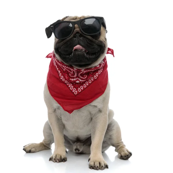 Pug feliz ofegante enquanto vestindo óculos de sol e bandana vermelha — Fotografia de Stock