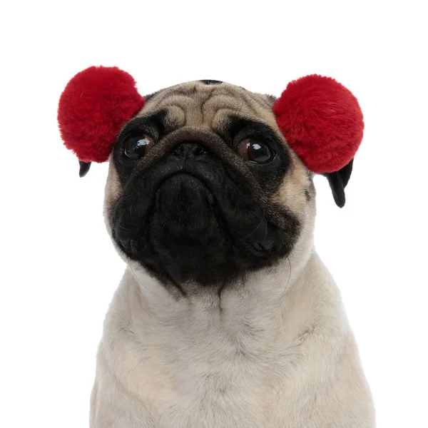 Крупним планом засмучений мопс в червоних вухах — стокове фото