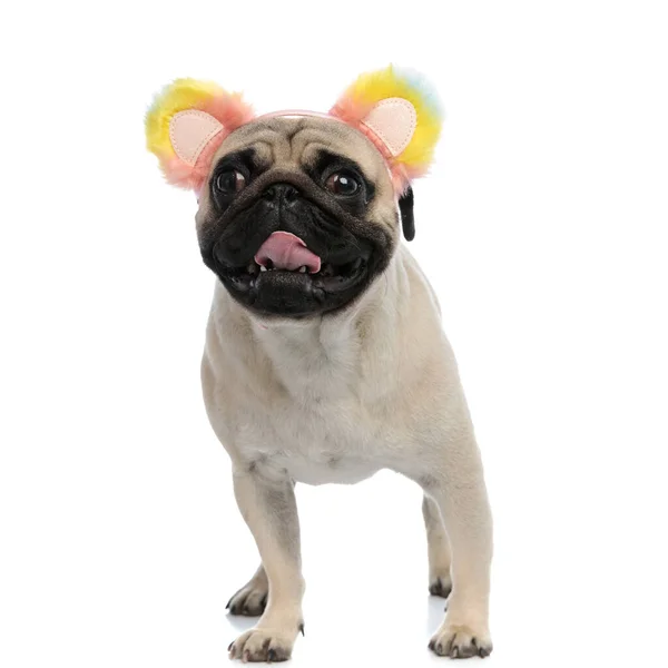 Adorável pug vestindo orelhas fofas coloridas e ofegante — Fotografia de Stock