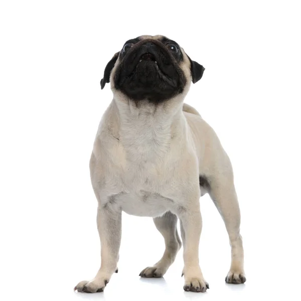 Gretige pug kijken omhoog met zijn mond open — Stockfoto