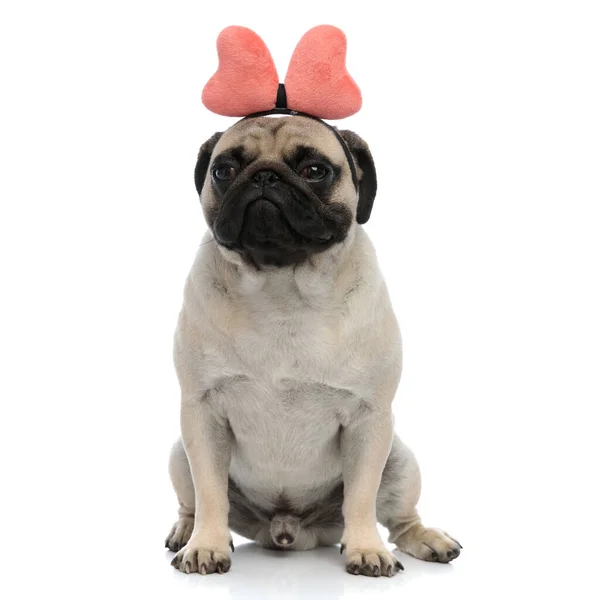 Upset pug wearing a headband with a pink bow — Stock Photo, Image