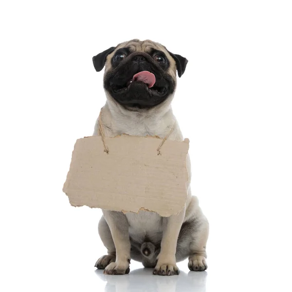 Adorável pug vestindo um sinal em torno de seu pescoço e ofegante — Fotografia de Stock