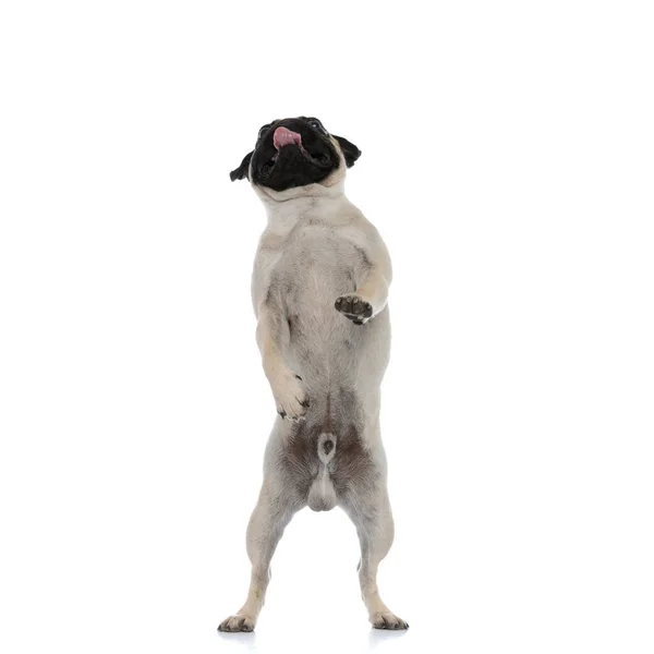 Clumsy pug begging and standing on his back legs — Stock Photo, Image