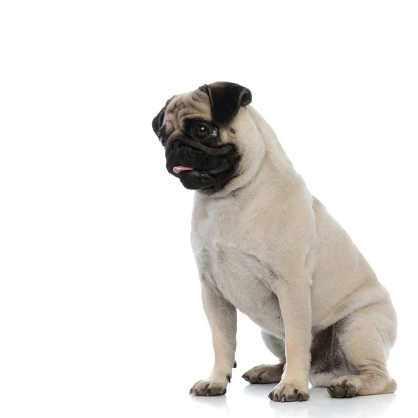 Nieuwsgierige pug kijkend naar de zijkant en hijgend — Stockfoto