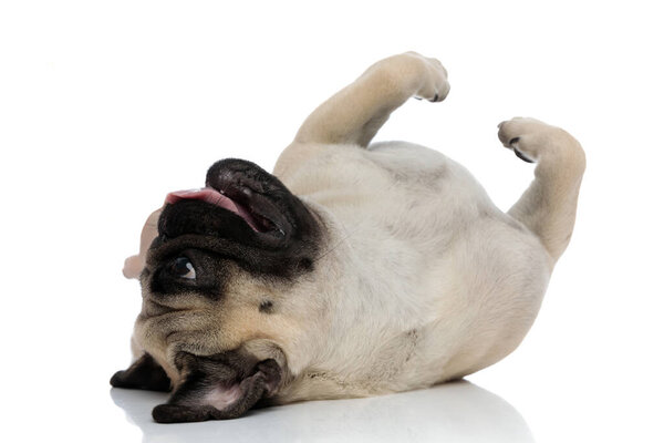 Playful pug rolling over and panting 