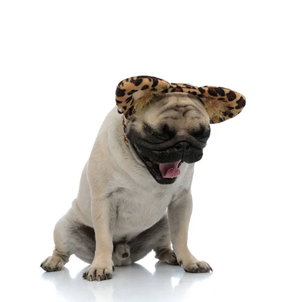 Pug somnoliento bostezando mientras usa una diadema con orejas de guepardo —  Fotos de Stock