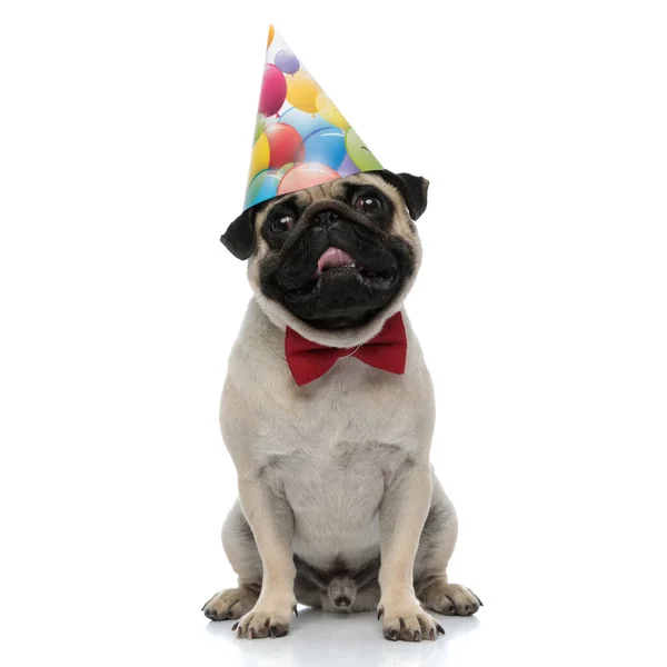 Carlino felice indossando un cappello da festa mentre ansimante — Foto Stock