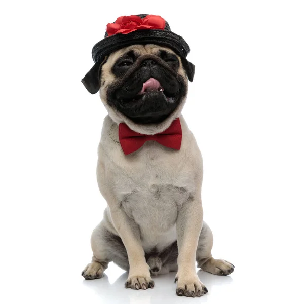 Pug fatigué serrant ses yeux tout en portant un chapeau — Photo