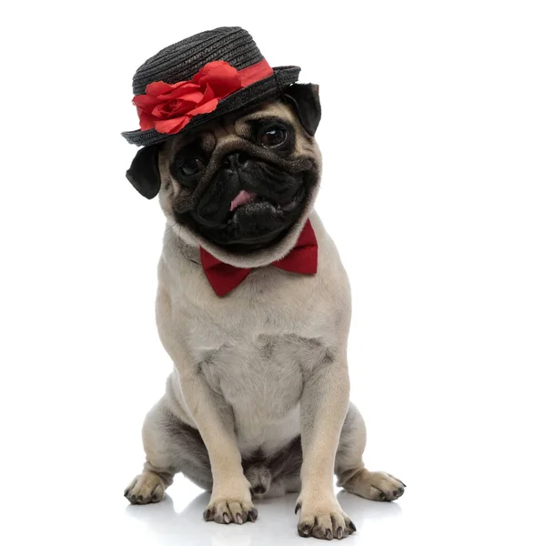 Adorable carlin portant un chapeau avec une décoration florale — Photo