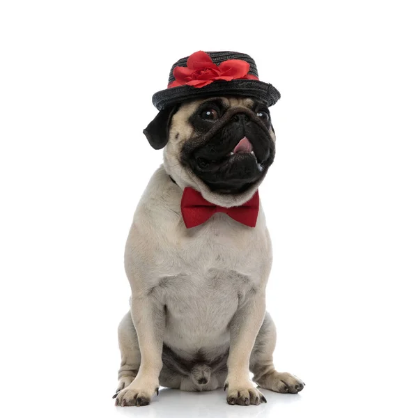 Lovely pug smiling and panting while wearing a decorated hat — Stock Photo, Image