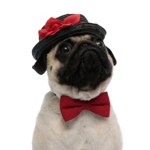 Upset pug looking up while wearing a red bowtie — Stock Photo, Image