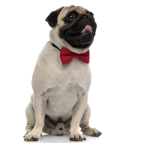 Γοητευτικό pug λαχάνιασμα και φορώντας ένα κομψό κόκκινο παπιγιόν — Φωτογραφία Αρχείου