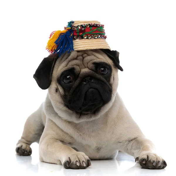 Adorable pug wearing a traditional Romanian hat — Stock Photo, Image