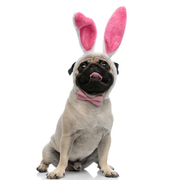 Adorável pug vestindo orelhas de coelho rosa e gravata enquanto ofegante — Fotografia de Stock
