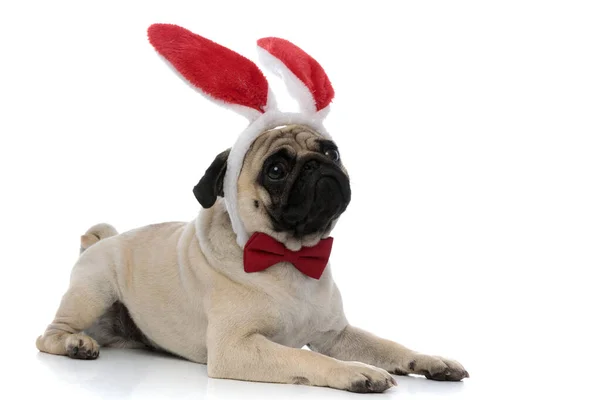 Pug triste usando orelhas de coelho e um arco vermelho — Fotografia de Stock