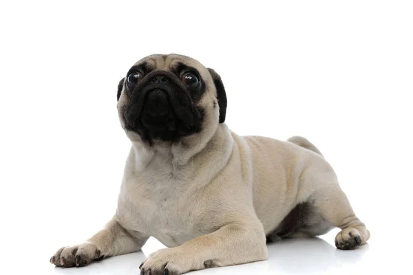 Bang pug kijkt vooruit bang — Stockfoto