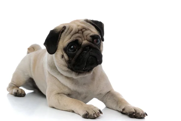 Adorable pug looking away while being unsure — Stock Photo, Image