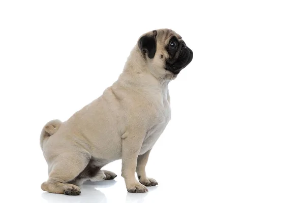 Zijaanzicht van een curios pug naar voren kijkend terwijl zittend — Stockfoto