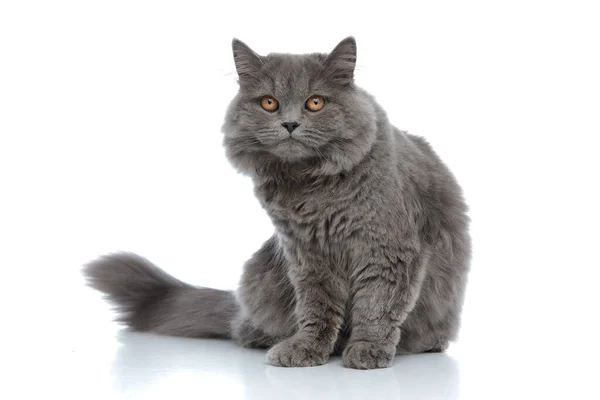 İngiliz uzun saçlı kedisi işgalsiz oturuyor ve bıkkın — Stok fotoğraf