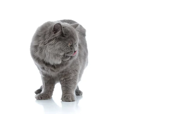 British longhair gatto in piedi e guardando da parte mentre leccare no — Foto Stock